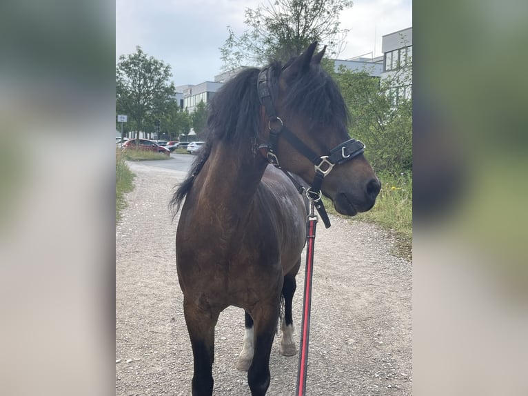 Welsh-A Stute 17 Jahre 120 cm Brauner in Erlangen