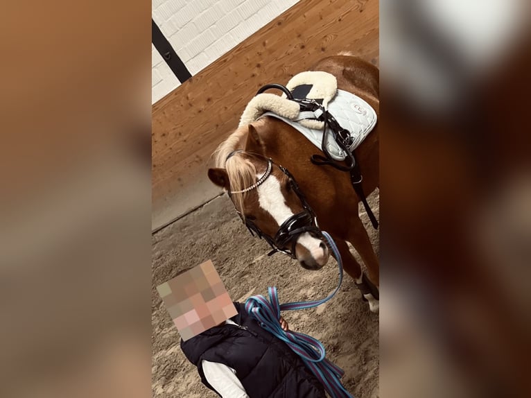 Welsh-A Stute 17 Jahre 120 cm Fuchs in Niederaula