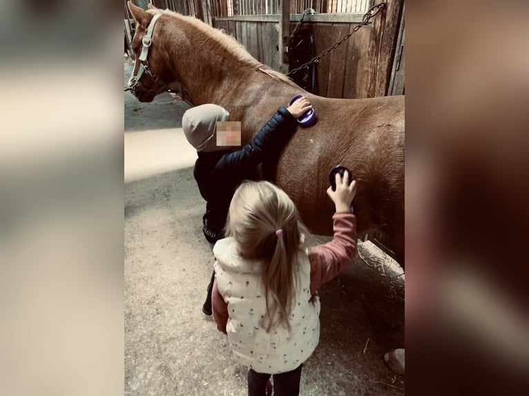 Welsh-A Stute 17 Jahre 120 cm Fuchs in Niederaula