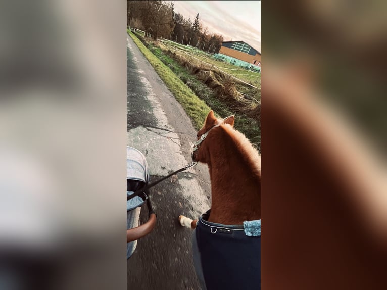 Welsh-A Stute 17 Jahre 120 cm Fuchs in Niederaula