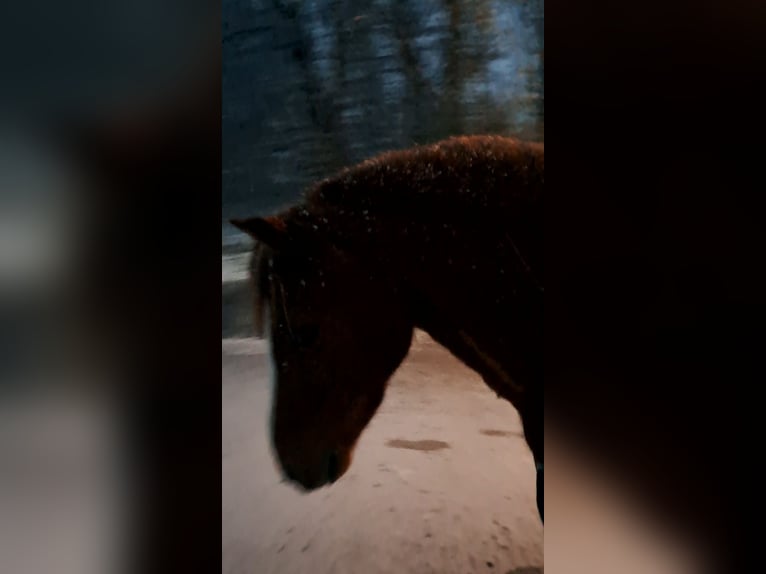Welsh-A Stute 17 Jahre 120 cm Fuchs in Henningen