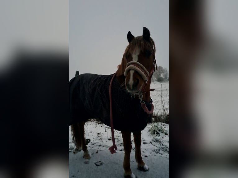 Welsh-A Stute 17 Jahre 120 cm Fuchs in Henningen