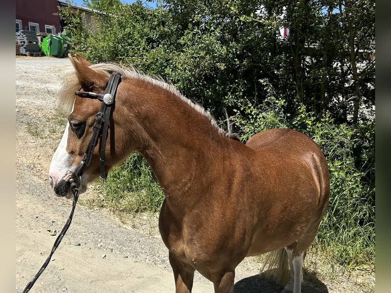 Welsh-A Stute 17 Jahre 120 cm Fuchs in Seesbach