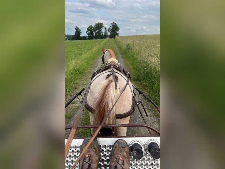 Welsh-A Stute 17 Jahre 123 cm Roan-Red in Buchholz (Westerwald)