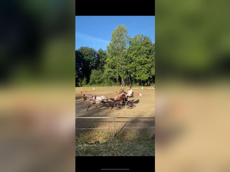 Welsh-A Stute 17 Jahre 123 cm Roan-Red in Buchholz (Westerwald)