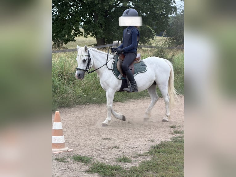 Welsh-A Stute 18 Jahre 115 cm Schimmel in DammDummerstorf