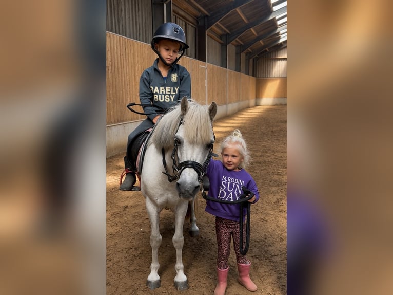 Welsh-A Stute 18 Jahre 116 cm Blauschimmel in Augustinusga