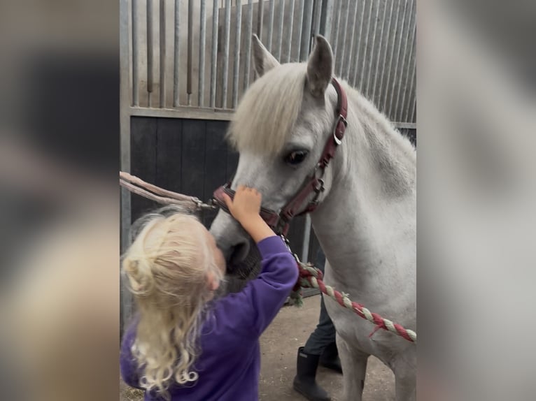 Welsh-A Stute 18 Jahre 116 cm Blauschimmel in Augustinusga