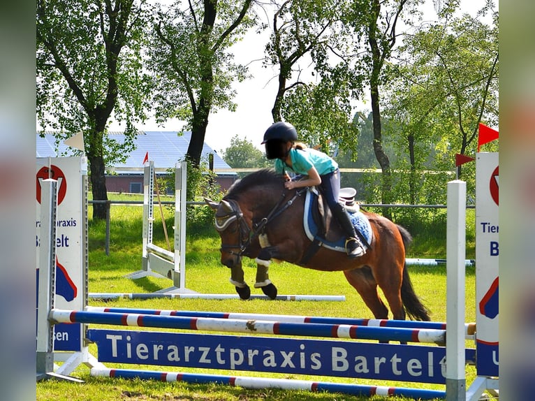 Welsh-A Stute 19 Jahre 116 cm Brauner in Osterwald