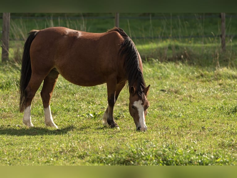 Welsh-A Stute 19 Jahre 118 cm Brauner in Leutkirch im Allgäu Welsh-A Stute 19 Jahre 118 cm Brauner in Leutkirch im Allgäu