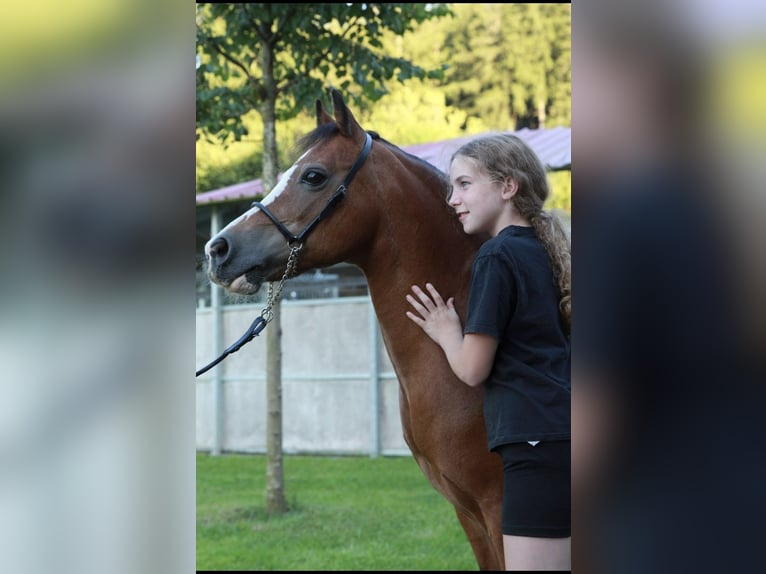 Welsh-A Stute 19 Jahre 118 cm Brauner in Leutkirch im Allg&#xE4;u