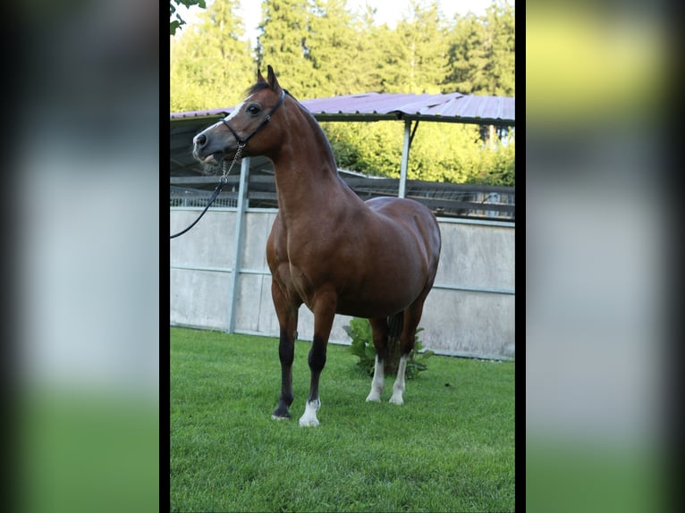 Welsh-A Stute 19 Jahre 118 cm Brauner in Leutkirch im Allg&#xE4;u