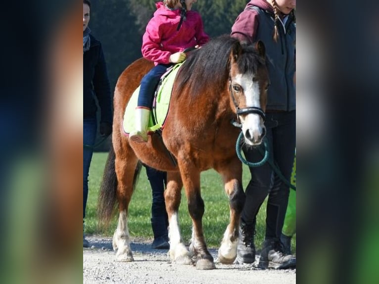 Welsh-A Stute 19 Jahre 120 cm Brauner in Leutkirch im Allg&#xE4;u