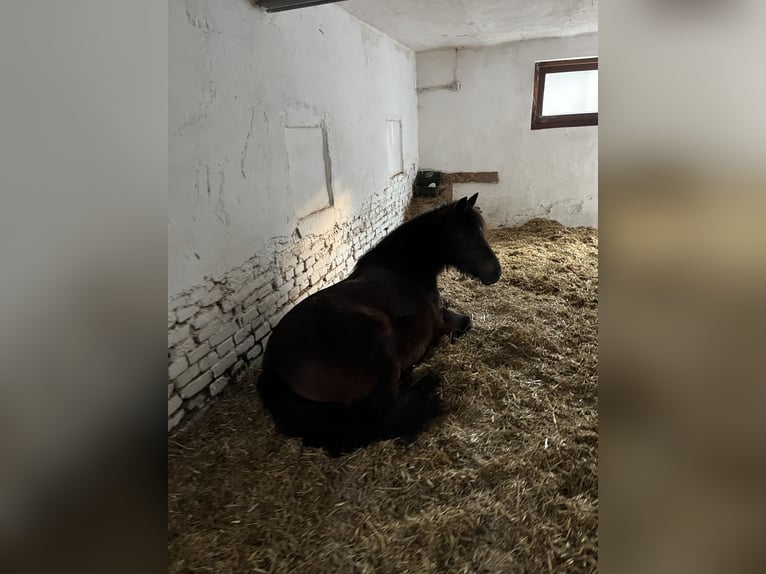 Welsh-A Mix Stute 19 Jahre 127 cm Schwarzbrauner in Mosbach