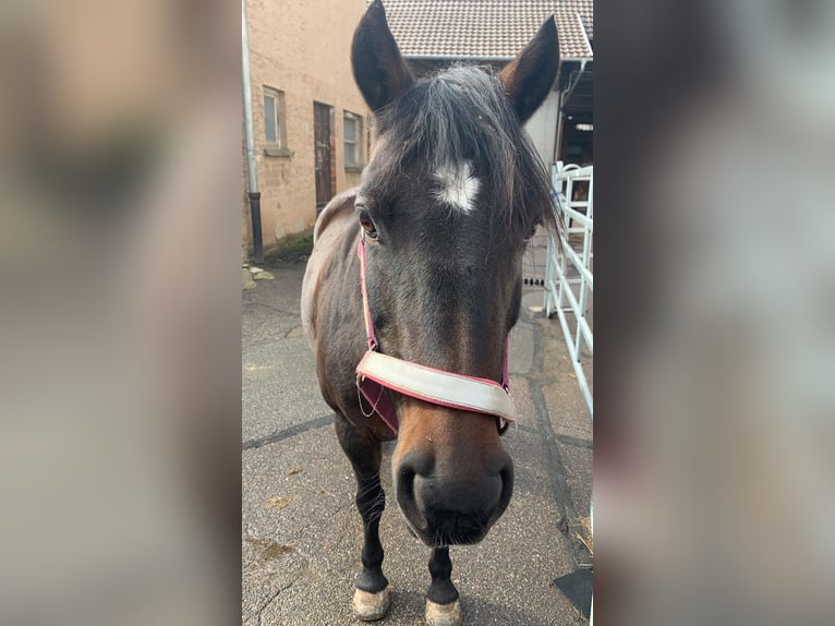 Welsh-A Mix Stute 19 Jahre 127 cm Schwarzbrauner in Mosbach