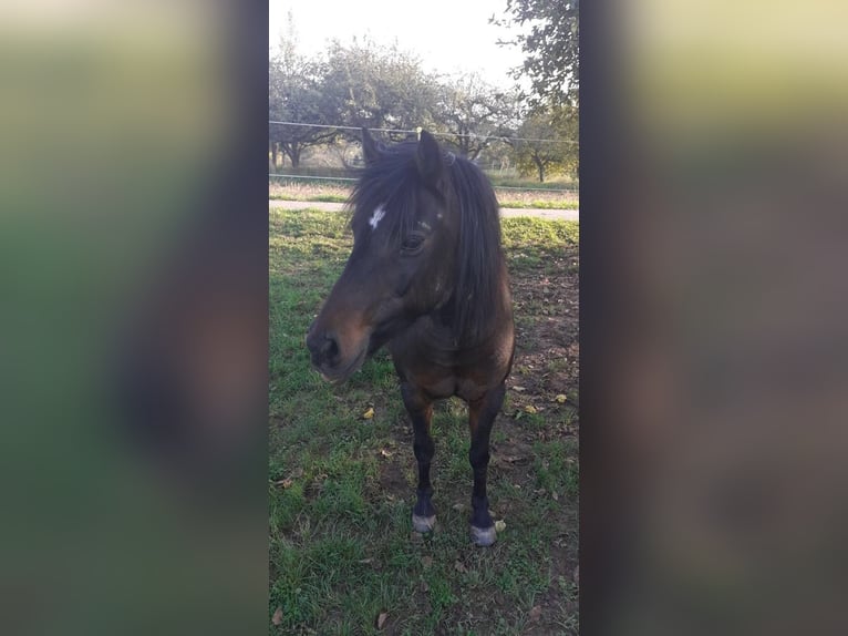 Welsh-A Mix Stute 19 Jahre 127 cm Schwarzbrauner in Mosbach