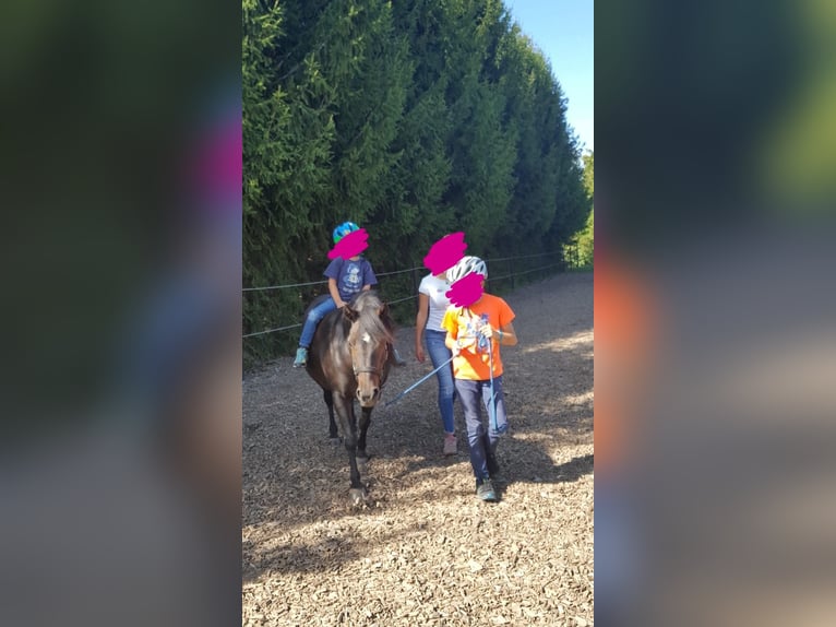 Welsh-A Mix Stute 19 Jahre 127 cm Schwarzbrauner in Mosbach