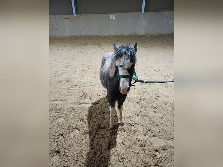 Welsh-A Stute 1 Jahr 110 cm Sabino in Rüscheid