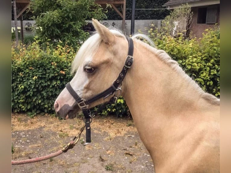 Welsh-A Stute 1 Jahr 113 cm Palomino in Steenbergen