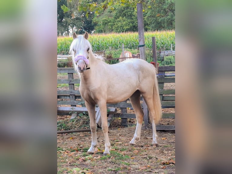 Welsh-A Stute 1 Jahr 113 cm Palomino in Steenbergen