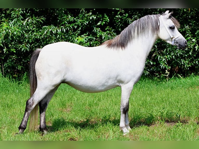 Welsh-A Stute 1 Jahr 114 cm Schimmel in Kessel