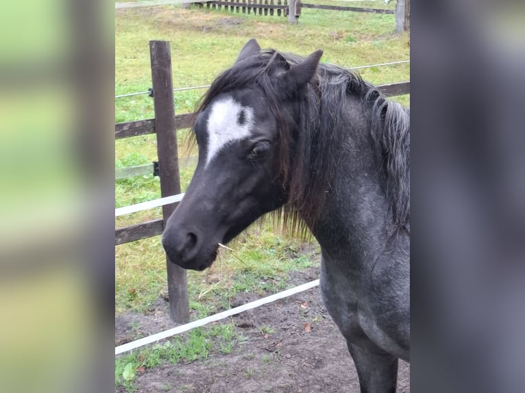 Welsh-A Stute 1 Jahr 118 cm Roan-Blue in Apen