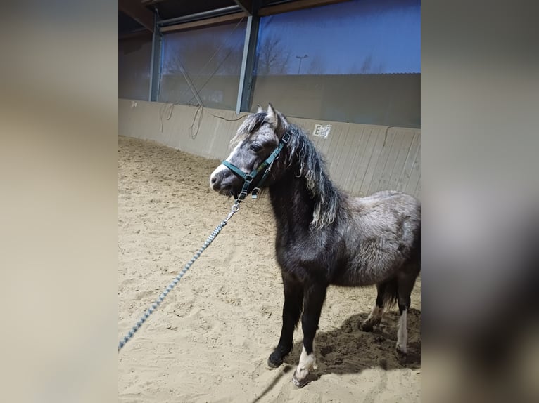 Welsh-A Stute 1 Jahr 119 cm Schimmel in ANHAUSEN