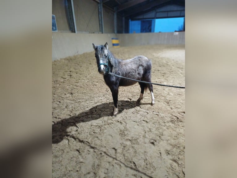 Welsh-A Stute 1 Jahr 119 cm Schimmel in ANHAUSEN