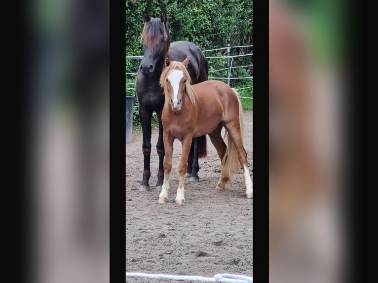 Welsh-A Stute 1 Jahr 120 cm Dunkelfuchs in Gerbach