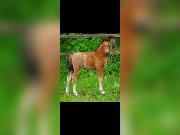 Welsh-A Stute 1 Jahr 120 cm Roan-Bay in Haaksbergen
