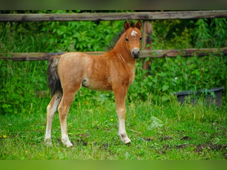 Welsh-A Stute 1 Jahr 120 cm Roan-Bay in Haaksbergen