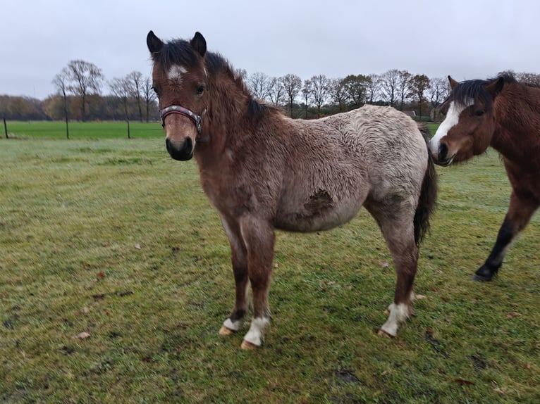 Welsh-A Stute 1 Jahr 120 cm Roan-Bay in Haaksbergen