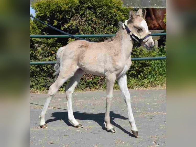 Welsh-A Stute 20 Jahre 115 cm Buckskin in Herzberg