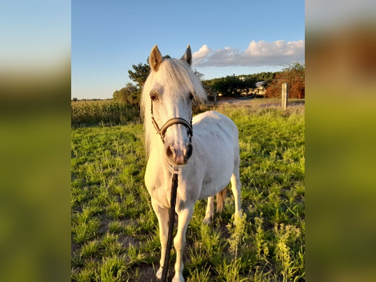 Welsh-A Stute 20 Jahre 115 cm Palomino in Herzberg (Elster)