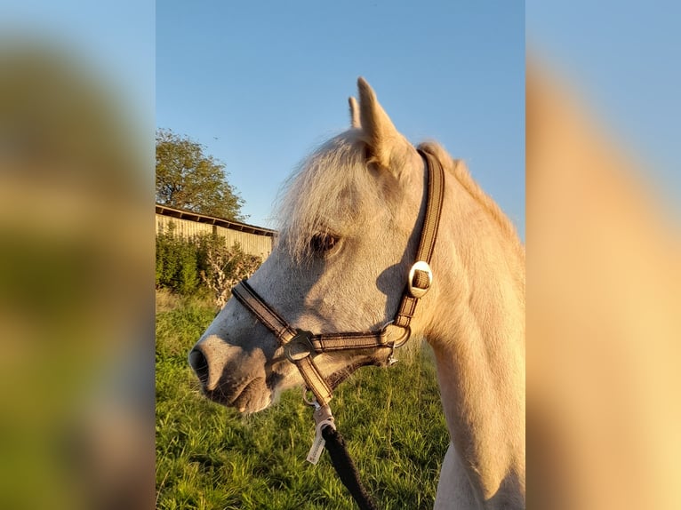 Welsh-A Stute 20 Jahre 115 cm Palomino in Herzberg (Elster)