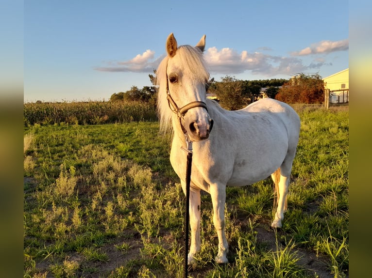 Welsh-A Stute 20 Jahre 115 cm Palomino in Herzberg (Elster)