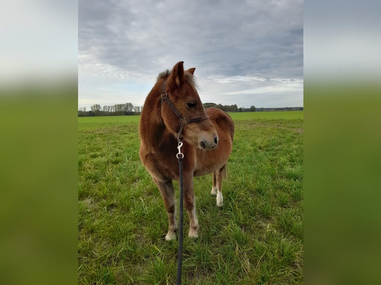 Welsh-A Stute 22 Jahre 111 cm Fuchs in Herzberg