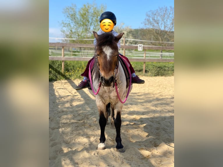 Welsh-A Stute 22 Jahre 114 cm Roan-Bay in Waldshut-Tiengen