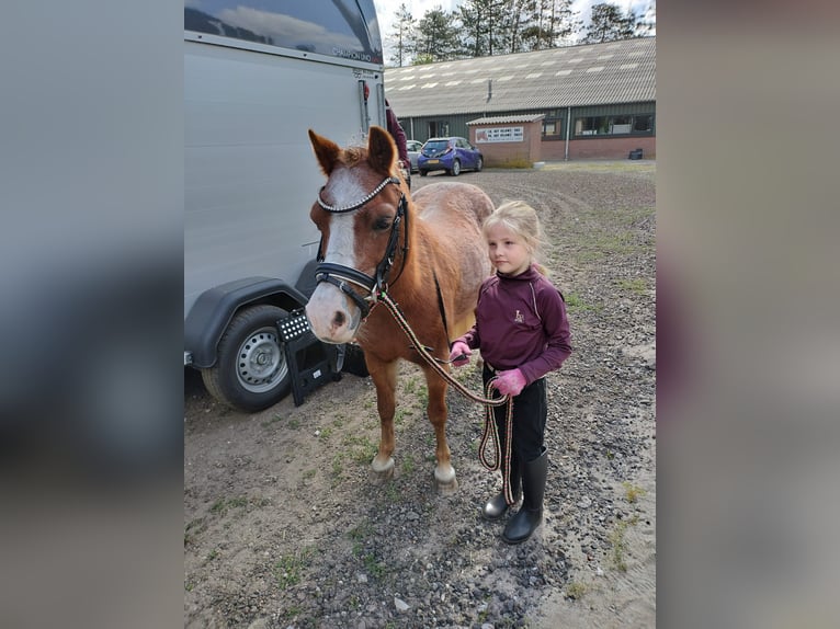 Welsh-A Stute 22 Jahre 116 cm Fuchs in Stroe