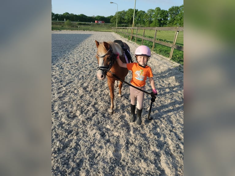 Welsh-A Stute 22 Jahre 116 cm Fuchs in Stroe