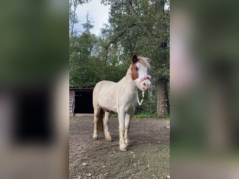 Welsh-A Mix Stute 22 Jahre 120 cm Schecke in Korschenbroich