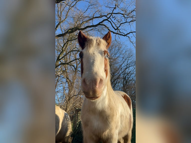 Welsh-A Mix Stute 22 Jahre 120 cm Schecke in Korschenbroich