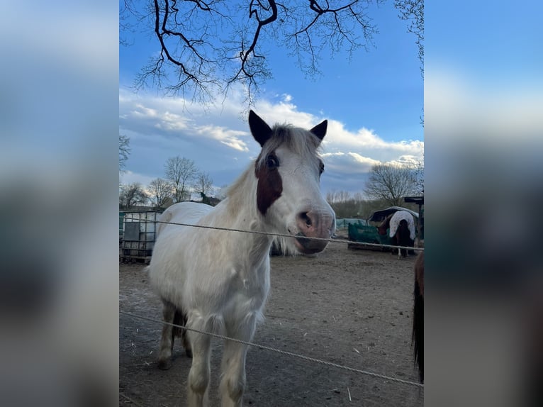 Welsh-A Mix Stute 23 Jahre 120 cm Schecke in Korschenbroich