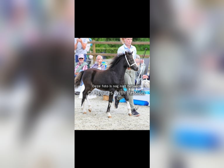 Welsh-A Stute 2 Jahre 115 cm Buckskin in Ruurlo