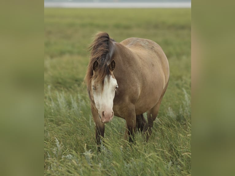 Welsh-A Stute 2 Jahre 118 cm Falbe in Aalten