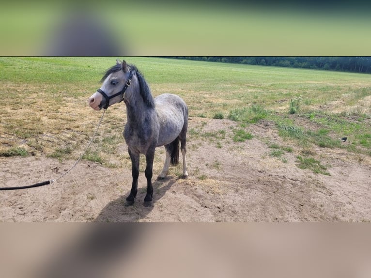 Welsh-A Stute 2 Jahre 118 cm Schimmel in Haarle