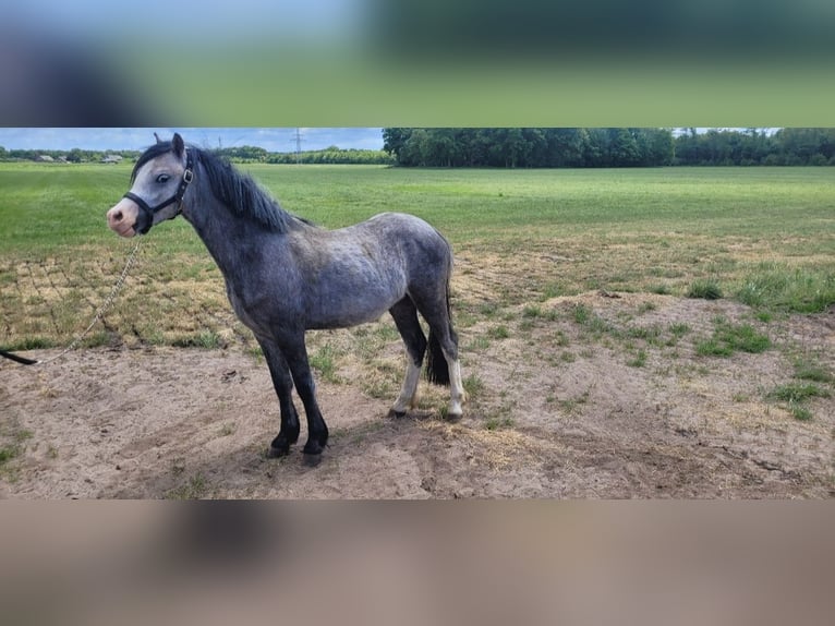 Welsh-A Stute 2 Jahre 118 cm Schimmel in Haarle