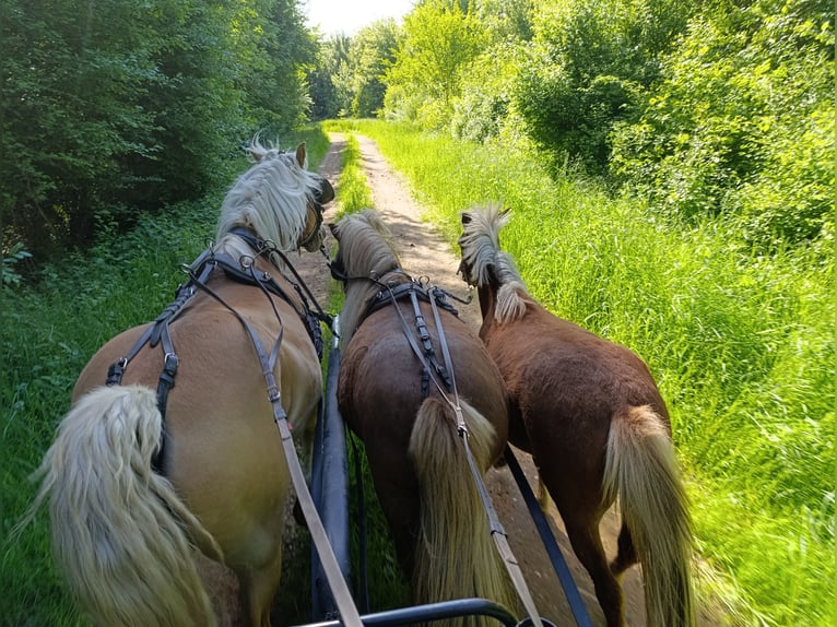 Welsh-A Mix Stute 2 Jahre 120 cm Fuchs in Markranst&#xE4;dt