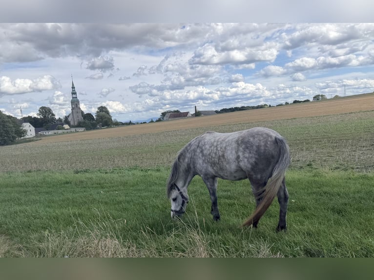 Welsh-A Stute 2 Jahre 120 cm Kann Schimmel werden in Hirschfelde Dittelsdorf