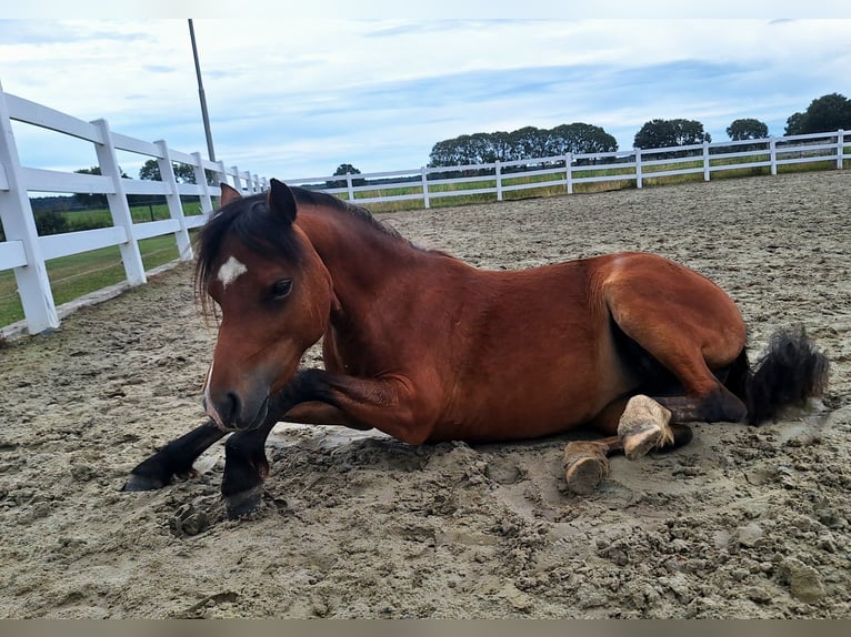 Welsh-A Stute 2 Jahre Brauner in Milsbeek